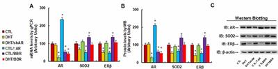 Berberine Ameliorates Prenatal Dihydrotestosterone Exposure-Induced Autism-Like Behavior by Suppression of Androgen Receptor